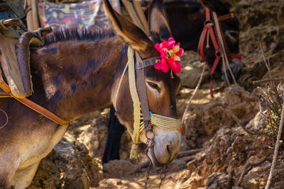 One of the donkeys at the cave of zeus on the slopes of mount ida on crete