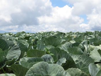 Plants growing against cloudy sky