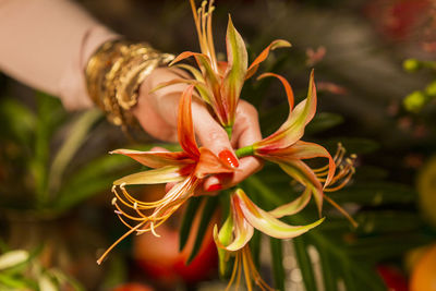 Close-up of red flowering plant