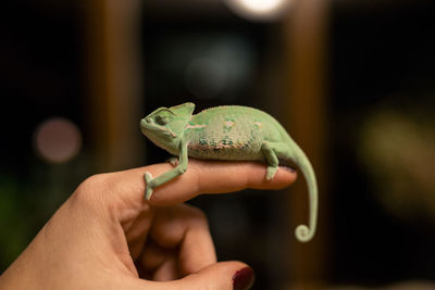 Pet reptile chameleon