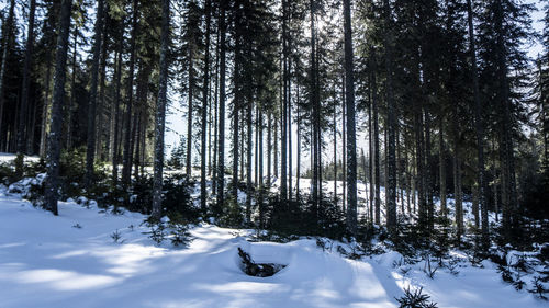 Snow covered trees in forest