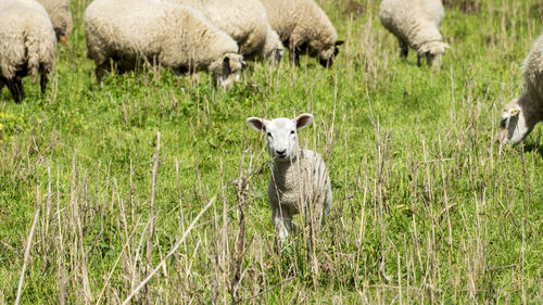 Sheep in a field