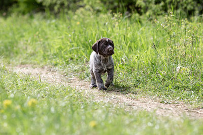 Dog sitting on grass