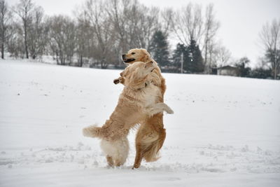 Dog running on snow covered land