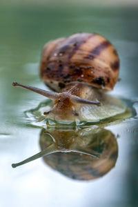 Close-up of snail