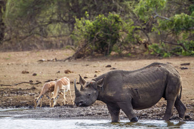 Rhinoceros and deer at lakeshore