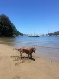 View of dog on beach against sky