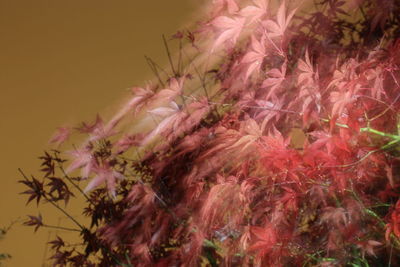 Close-up of pink flowers against the sky