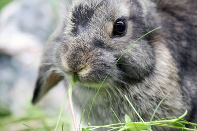 Close-up of a rabbit