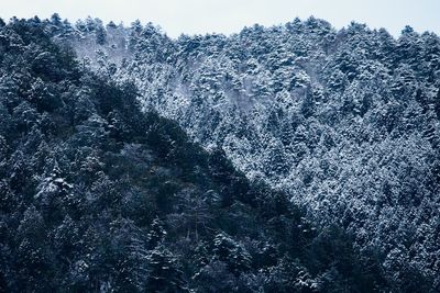 Low angle view of snow covered trees in forest