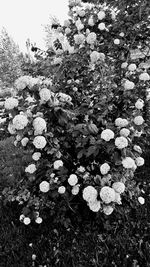 High angle view of white flowering plant on field