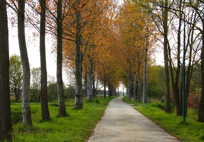 Road amidst trees in forest during spring