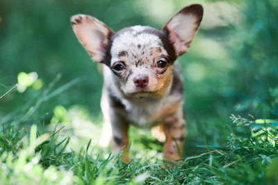 Chihuahua puppy, little dog in garden. cute small doggy on grass. short haired chihuahua breed