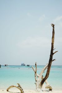 Driftwood on beach against sky