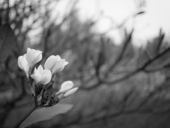 Close-up of flower blooming on tree