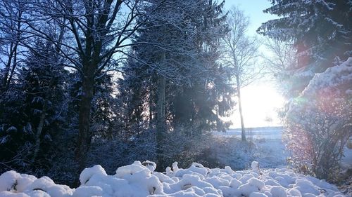 Bare tree in snow covered landscape