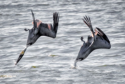 Birds flying over water