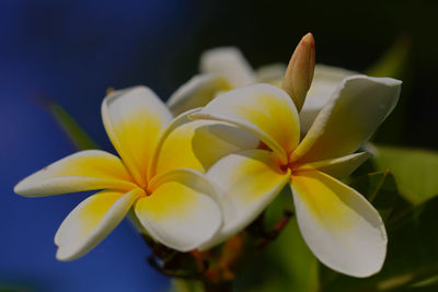 Close-up of frangipani on white flower in park