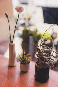 Close-up of potted plant on table at home