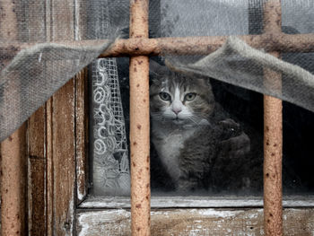 Portrait of cat by window