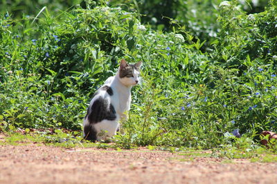 Cat sitting on field