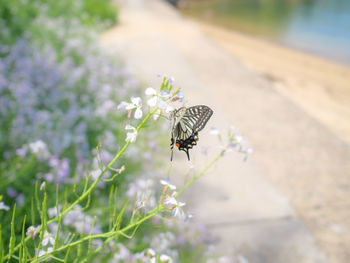 Close-up of butterfly pollinating on flower