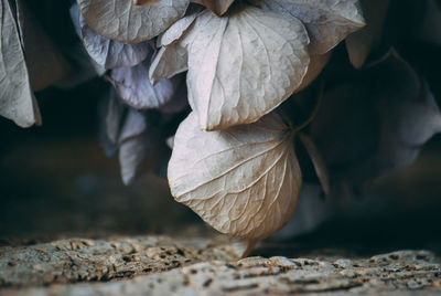 Close-up of dry leaf on plant