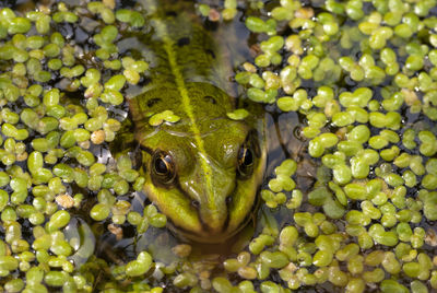 Close-up of frog amidst duckweed in lake