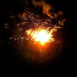 Close-up of silhouette trees in forest during sunset