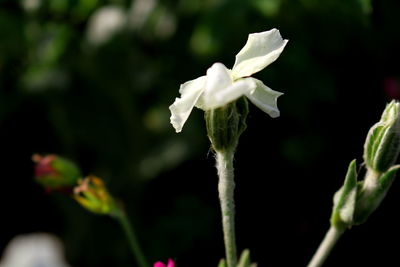 Close-up of white flowers