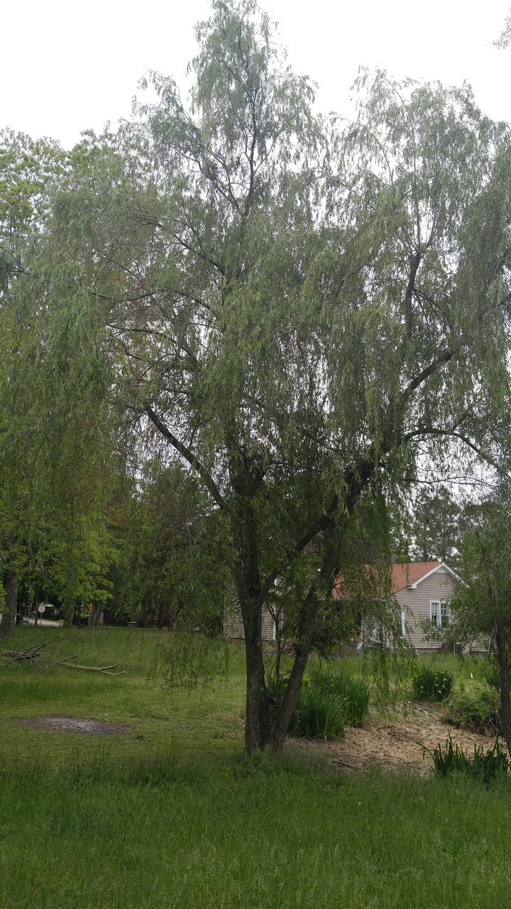 TREES ON GRASSY FIELD