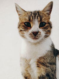 Close-up portrait of tabby cat