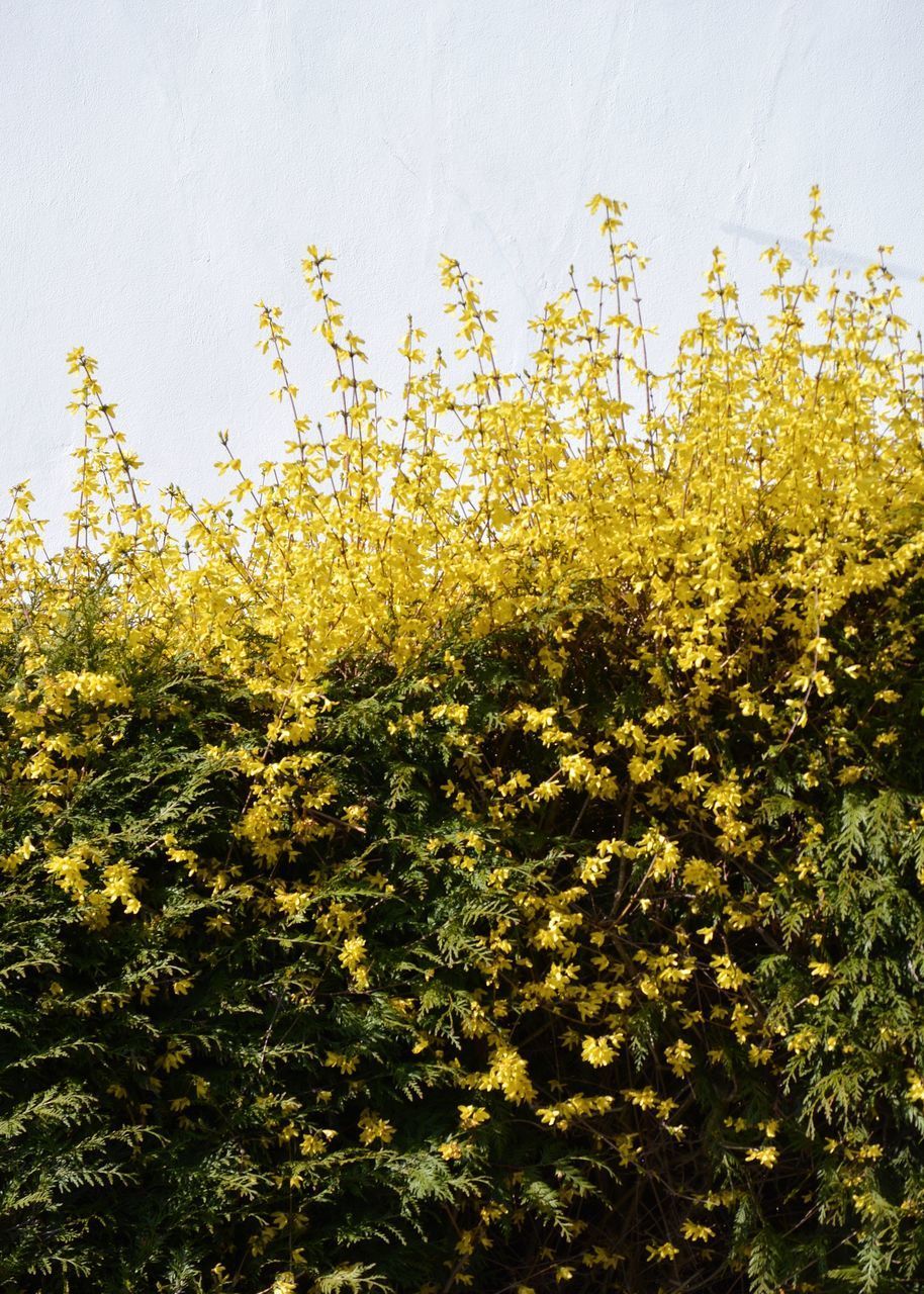 CLOSE-UP OF YELLOW FLOWERING PLANTS AGAINST SKY