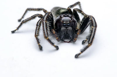 Close-up of spider on white background