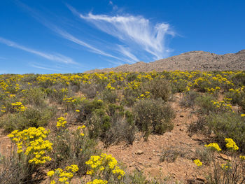 Yellow flowers growing on landscape against blue sky