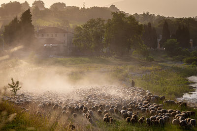 Scenic view of waterfall on field