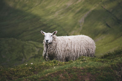 Sheep on a mountain in wales