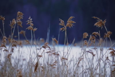 Close-up of plants growing on field during winter