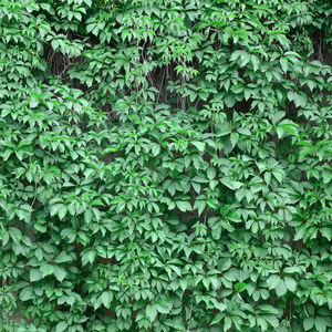 Full frame shot of ivy growing on land