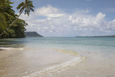 Leaning palm tree at white sand tropical beach with blue clear waters