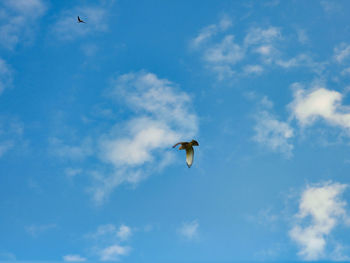 Low angle view of seagull flying in sky