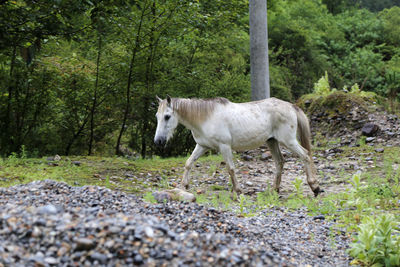 Horse standing in forest