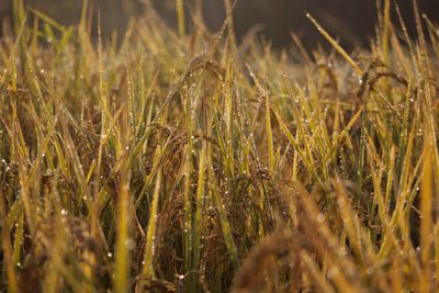 Close-up of wheat growing on field