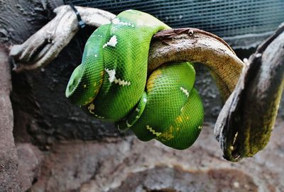 Close-up of snake on branch