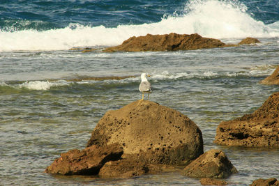 Man standing on rock in sea