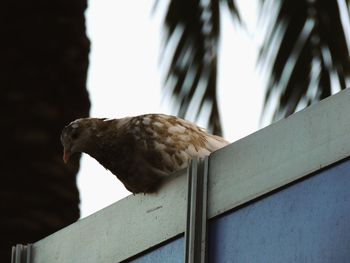 Close-up of bird perching outdoors