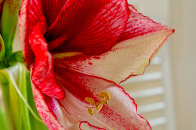 Close-up of red flower