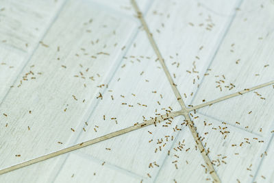 High angle view of dry leaf on floor