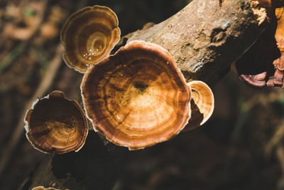 Close-up of snail