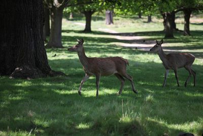 Deer in a field